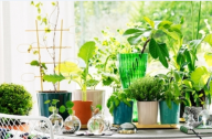 選擇家居植物有哪些講究？