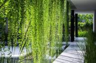 生態(tài)綠墻設(shè)計(jì)要素簡析以及綠墻的構(gòu)成要素和植物選擇