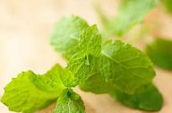緩解頭痛，提神醒腦的植物：薄荷